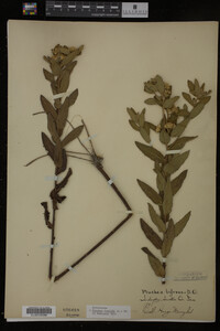Pluchea foetida image