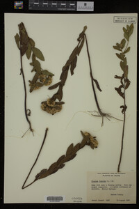 Pluchea foetida image