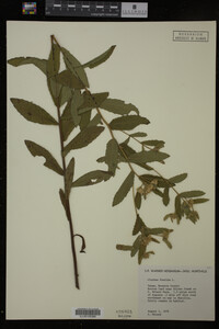 Pluchea foetida image