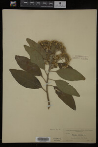 Image Associated With the Occurrence