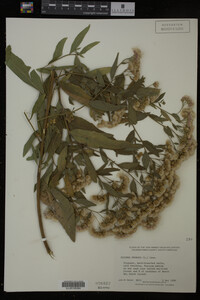 Image Associated With the Occurrence