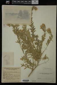 Image Associated With the Occurrence