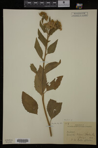 Image Associated With the Occurrence