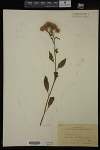 Image Associated With the Occurrence