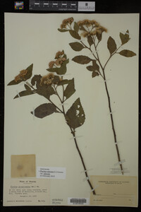 Image Associated With the Occurrence