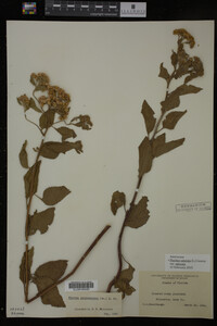 Image Associated With the Occurrence
