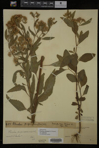 Image Associated With the Occurrence