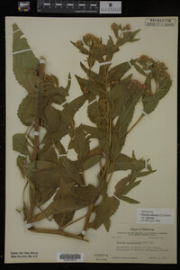 Image Associated With the Occurrence