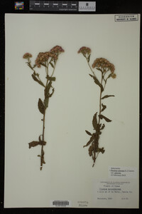Image Associated With the Occurrence