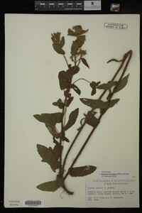 Image Associated With the Occurrence