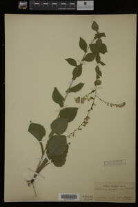 Image Associated With the Occurrence