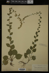 Image Associated With the Occurrence