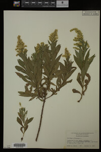 Solidago altissima image