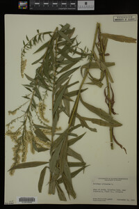 Solidago altissima image