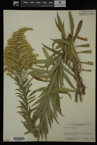 Solidago altissima image