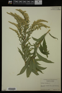 Solidago altissima image