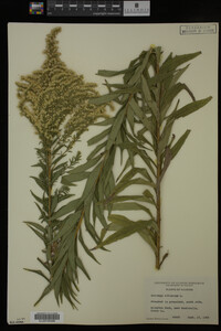Solidago altissima image