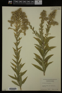 Solidago altissima image