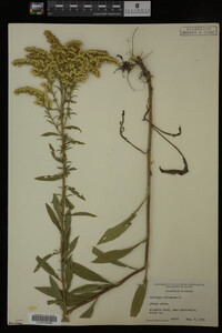 Solidago altissima image