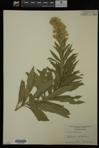Solidago altissima image