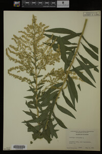 Solidago altissima image