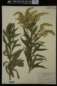 Solidago altissima image