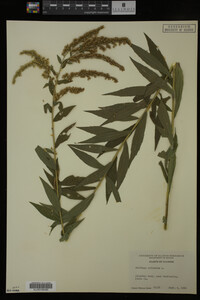 Solidago altissima image