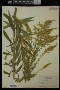 Solidago altissima image