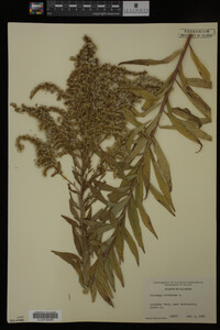 Solidago altissima image