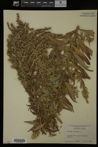 Media resource of Solidago altissima