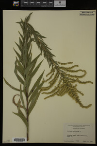 Solidago altissima image