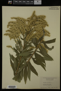 Solidago altissima image
