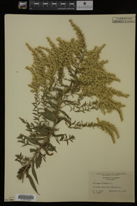 Solidago altissima image