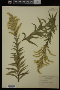 Solidago altissima image