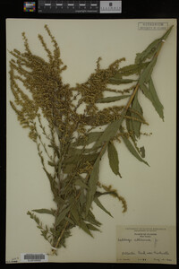 Solidago altissima image