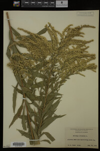 Solidago altissima image