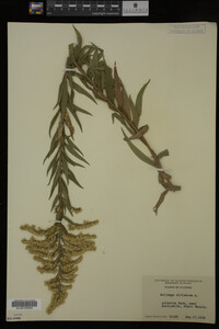 Solidago altissima image