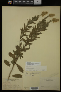 Image Associated With the Occurrence