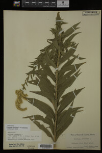 Image Associated With the Occurrence