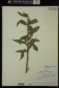 Image Associated With the Occurrence