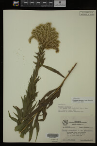 Image Associated With the Occurrence