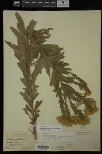 Image Associated With the Occurrence