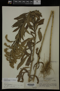 Image Associated With the Occurrence