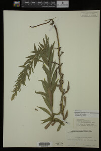 Image Associated With the Occurrence