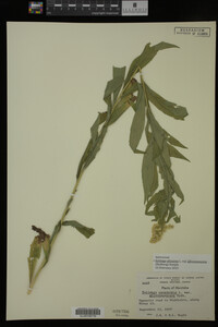 Image Associated With the Occurrence