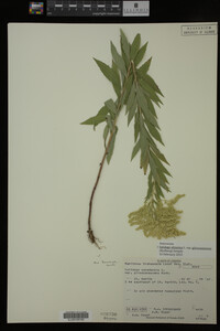 Image Associated With the Occurrence