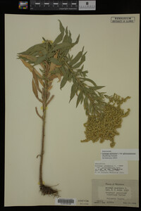 Image Associated With the Occurrence