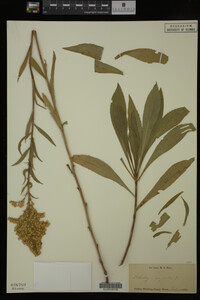 Image Associated With the Occurrence