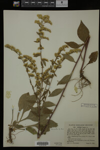 Image Associated With the Occurrence