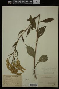 Image Associated With the Occurrence